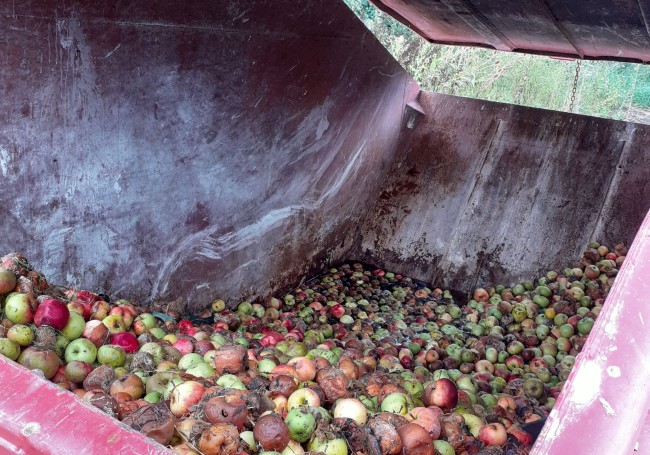 Container voller Äpfel